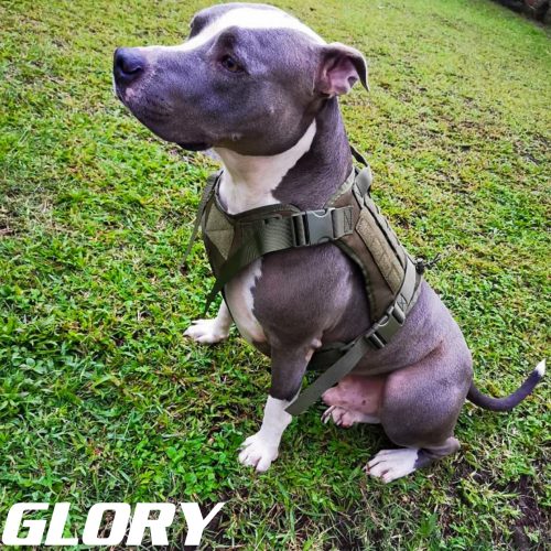 Dog Tactical Harness