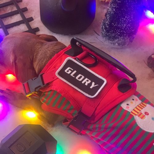 Minidog-Tactical Harness